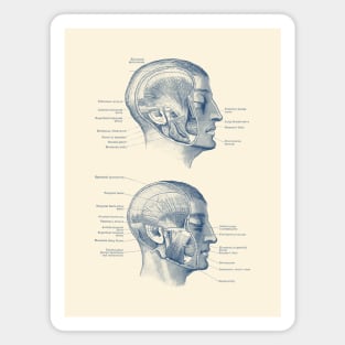 Face Muscular Diagram - Dual Side View Magnet